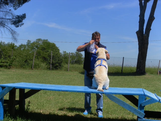 labrador2-21