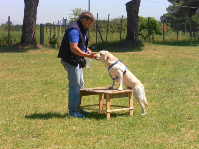 labrador2-5