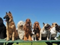 7026076-gruppo-di-cuccioli-cani-di-razza-pura-in-una-tabella-1024x588
