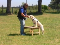 labrador2-5